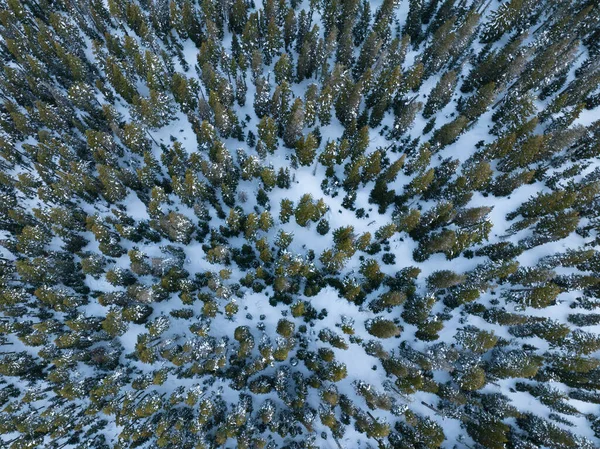 Parku Narodowym Mount Hood Oregonie Rośnie Zdrowy Las Jodłowych Drzew — Zdjęcie stockowe