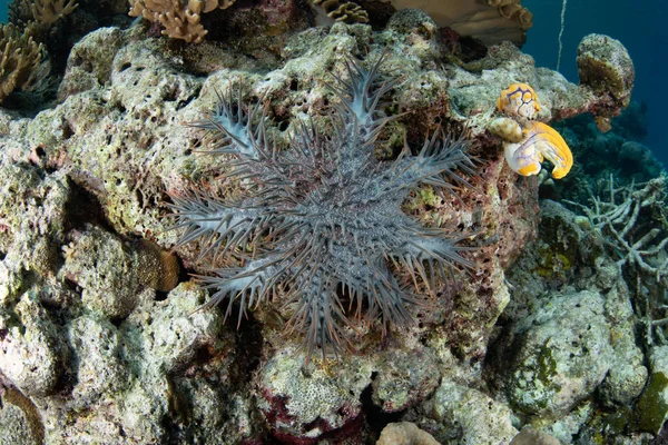 가시로 뒤덮인 인아칸 플란키는 인도네시아의한 산호초에서 산호를 찾는다 불가사리는 암초의 — 스톡 사진