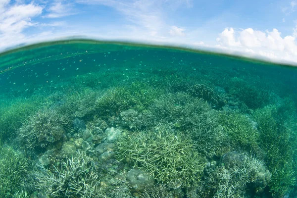 Los Corales Sanos Crecen Arrecife Poco Profundo Raja Ampat Indonesia — Foto de Stock