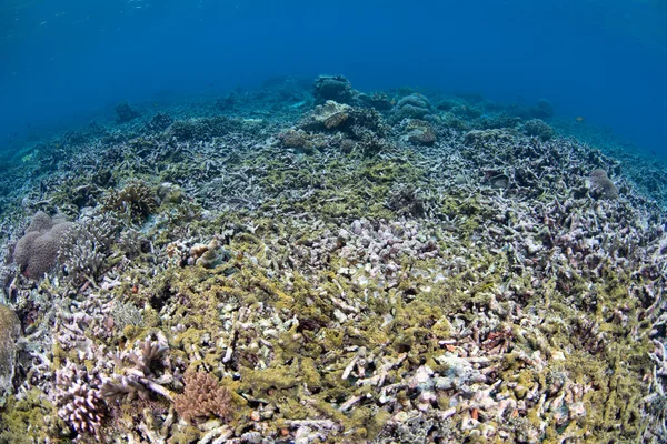 Remanescente Recife Coral Destruído Por Evento Branqueamento Causado Por Temperaturas — Fotografia de Stock