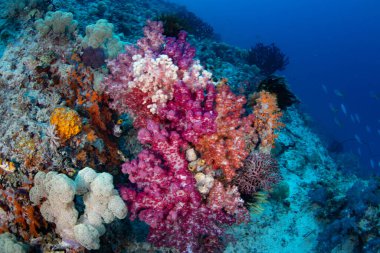 Canlı yumuşak mercanlar ve diğer mercan türleri, Endonezya 'nın Raja Ampat kentindeki bir resif yamacında yaşarlar. Süzgeçle beslenen bu mercanlar tutarlı akıntıların olduğu yerlerde büyür..