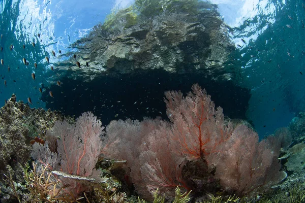 Μεγάλοι Οπαδοί Της Θάλασσας Καθώς Και Άλλα Είδη Κοραλλιών Ευδοκιμούν — Φωτογραφία Αρχείου