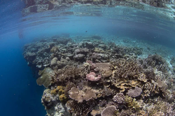 Corals Grow Right Edge Healthy Reef Drop Raja Ampat Indonesia — Stock Photo, Image