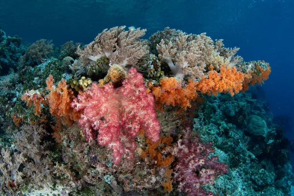 Vibrant Soft Corals Other Coral Species Thrive Reef Slope Raja — Stock Photo, Image