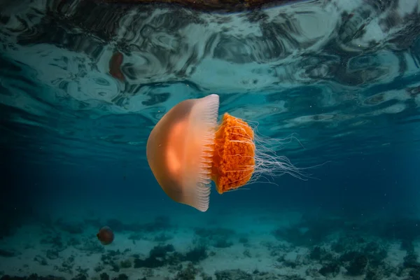Eine Kleine Qualle Schwimmt Knapp Unter Der Meeresoberfläche Indonesischen Raja — Stockfoto