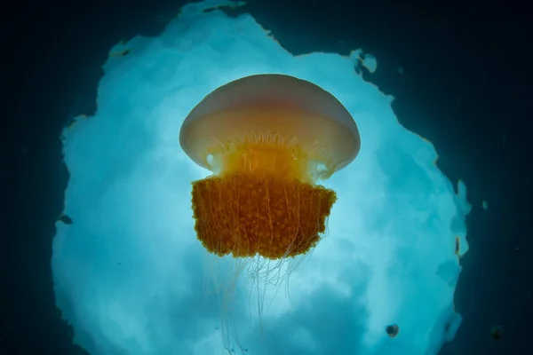 Small Jellyfish Swims Just Surface Sea Raja Ampat Indonesia Jellyfish — Stock Photo, Image