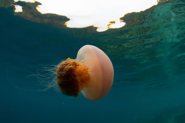 Small Jellyfish Swims Just Surface Sea Raja Ampat Indonesia Jellyfish — Stock Photo, Image
