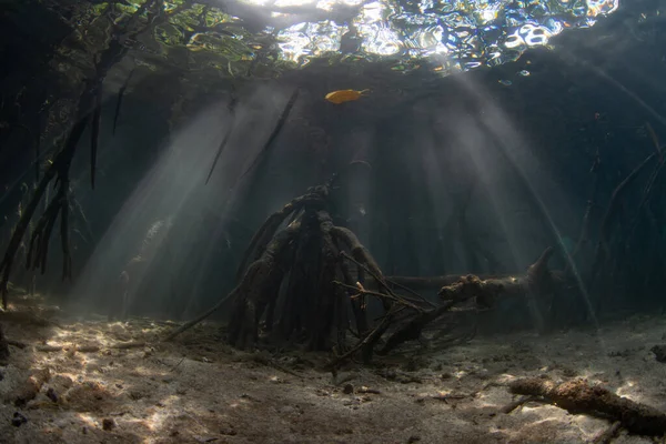 インドネシアのラジャアンパットで成長している暗いマングローブ林の影に水中で日光がろ過されます マングローブは 陸上からの保育園やフィルター流出の役割を果たす重要な海洋生物生息地です — ストック写真