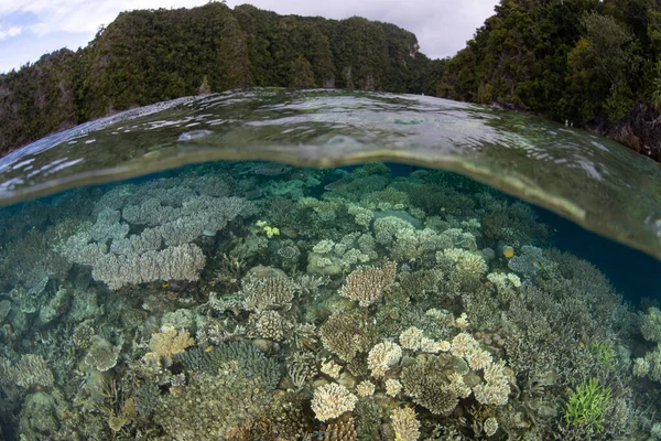 Zdrowe Koralowce Rosną Płytkiej Rafie Raja Ampat Indonezji Odległa Część — Zdjęcie stockowe