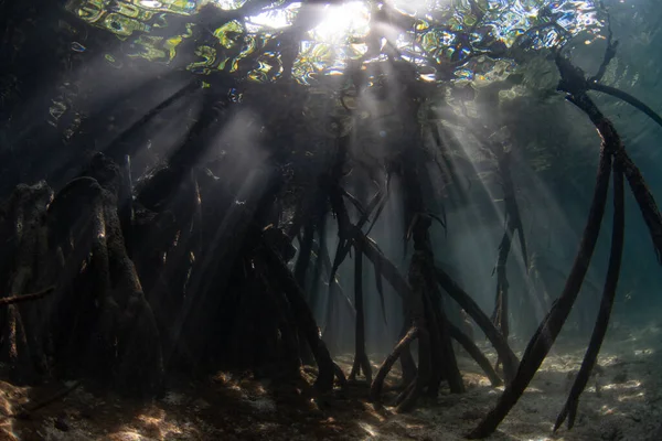 阳光在水下渗入了生长在印度尼西亚拉贾安帕塔的一片黑暗的红树林的阴影中 红树林是重要的海洋生境 是养育和过滤陆地径流的场所 — 图库照片