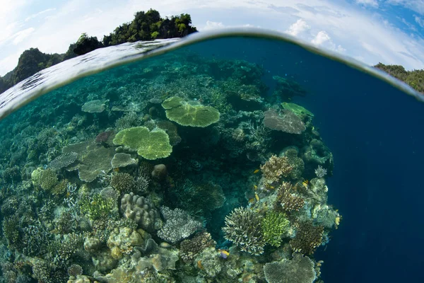 산호는 인도네시아 라자암 떨어지는 산호초 옆에서 자라고 인도네시아의 지역은 놀라운 — 스톡 사진