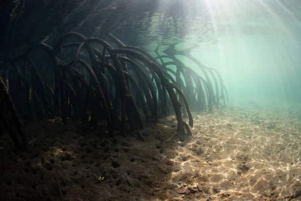 Zonlicht Filtert Onder Water Schaduw Van Een Donker Mangrovebos Dat — Stockfoto