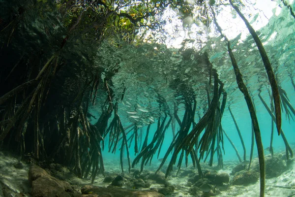 Sluneční Světlo Proniká Pod Vodu Stínů Temného Mangrovového Lesa Který — Stock fotografie