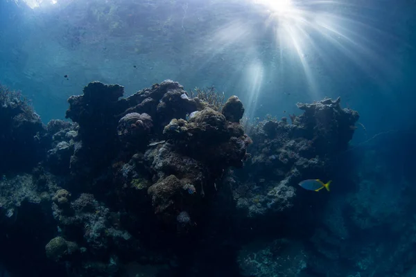 健康的珊瑚生长在印度尼西亚拉贾安帕塔的浅滩礁上 印度尼西亚这个偏远的地区以其令人难以置信的海洋生物多样性而闻名 — 图库照片