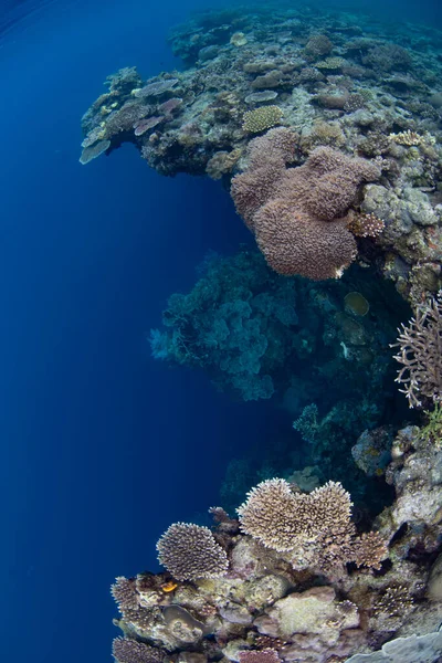 산호는 인도네시아의 바트에 산호초에서 자라고 있습니다 인도네시아의 지역은 놀라운 다양성으로 — 스톡 사진
