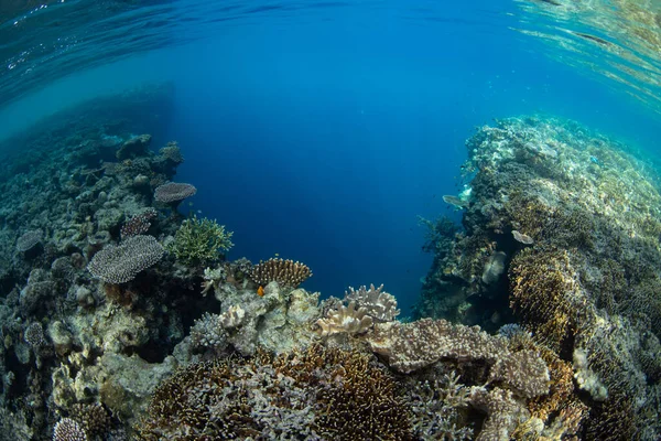 Corais Saudáveis Crescem Recife Raso Raja Ampat Indonésia Esta Parte — Fotografia de Stock