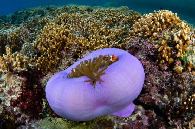 Sahte palyaço balığı, Amphiprion ocellaris, Endonezya 'nın Raja Ampat kentindeki muhteşem bir şakayığın dokunaçlarına sokulur. Balıklar ya da gece saldırdığında amonyak topları patlar..