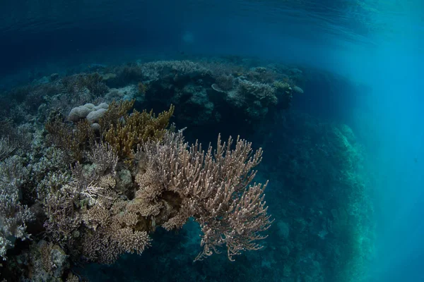 Υγιή Κοράλλια Αναπτύσσονται Ένα Ρηχό Ύφαλο Στο Raja Ampat Ινδονησία — Φωτογραφία Αρχείου