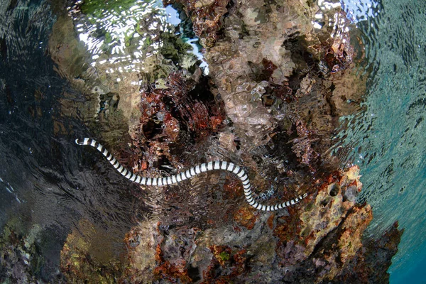 インドネシアのラジャアンパットでは バンドシークレイト ラティカウダ コルブリナ が泳いでいます この非常に毒のある爬虫類は比較的陰嚢で 熱帯西太平洋地域全体で一般的です — ストック写真