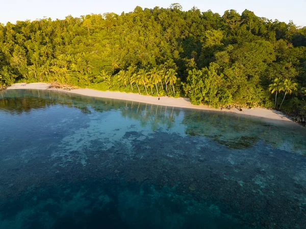 棕榈树生长在印度尼西亚西巴布亚沿海一个风景秀丽的热带海滩上 印度尼西亚的这一边远地区以其惊人的高海洋生物多样性而闻名 — 图库照片