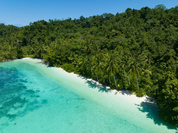 Palmy Rosną Wzdłuż Malowniczej Tropikalnej Plaży Wybrzeży Papui Zachodniej Indonezji — Zdjęcie stockowe