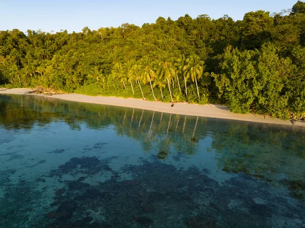 Пальмы Растут Вдоль Живописного Тропического Пляжа Побережья Западного Папуа Индонезия — стоковое фото