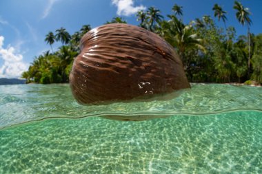 Batı Papua, Endonezya açıklarında uzak bir tropikal adanın yakınında bir hindistan cevizi sürükleniyor. Bu muhteşem bölge yüksek deniz biyolojik çeşitliliğine ev sahipliği yapar ve mercan üçgeninin bir parçasıdır..