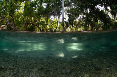 Batı Papua, Endonezya 'da sığ bir deniz tabanında yağmur ormanları ve gölgeler arasından geçen güneş ışığı. Bu güzel, tropikal bölge olağanüstü bir biyolojik çeşitlilik barındırıyor..