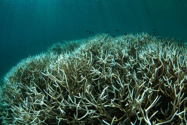 Corais Staghorn Começam Clarear Recife Largo Costa Papua Ocidental Indonésia — Fotografia de Stock