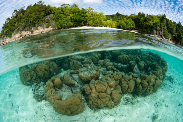 Mercanlar Diğer Omurgasızlar Batı Papua Endonezya Tropikal Bir Kıyı Şeridi — Stok fotoğraf