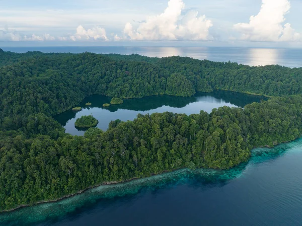 Batı Papua 'nın deniz manzarasından yükselen güzel kireçtaşı adalarında büyük bir deniz gölü bulunur. Deniz gölleri genellikle deniz yaşamını barındıran tuzlu su ekosistemleridir..