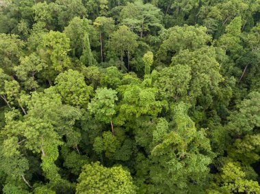 Batı Papua, Endonezya 'daki uzak adalar yoğun, yeşil yağmur ormanlarıyla kaplıdır. Bu el değmemiş tropikal bölge olağanüstü bir karasal ve deniz biyolojik çeşitliliğine sahiptir..
