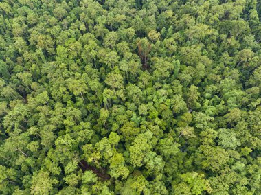 Batı Papua, Endonezya 'daki uzak adalar yoğun, yeşil yağmur ormanlarıyla kaplıdır. Bu el değmemiş tropikal bölge olağanüstü bir karasal ve deniz biyolojik çeşitliliğine sahiptir..