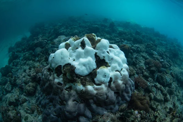 Uma Colônia Coral Branqueado Destaca Recife Raso Plana Papua Ocidental — Fotografia de Stock