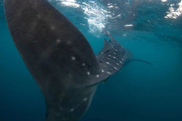 Tubarão Baleia Enorme Rhincodon Typus Usa Sua Barbatana Caudal Maciça — Fotografia de Stock