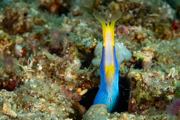 인도네시아의 산호초에 구멍에서 머리를 끄집어내는 것이다 생애중에 수컷에서 암컷으로 변화하는 — 스톡 사진
