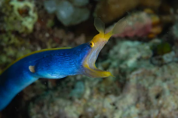 인도네시아의 산호초에 구멍에서 머리를 끄집어내는 것이다 생애중에 수컷에서 암컷으로 변화하는 — 스톡 사진