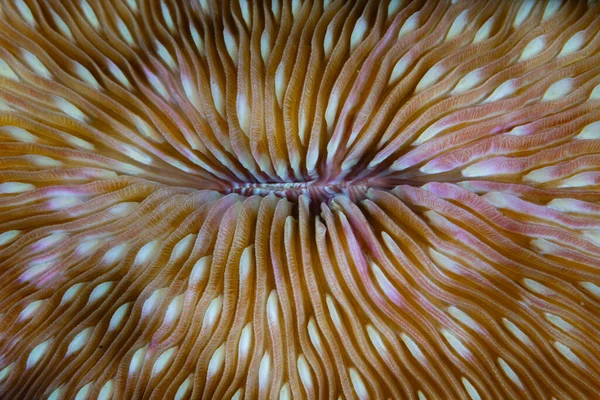 Szczegóły Dotyczące Kolorowego Korala Grzybowego Fungia Rosnącego Rafie Koralowej Indonezji — Zdjęcie stockowe