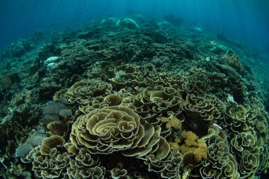 Kırılgan marul mercanları Endonezya, Komodo yakınlarındaki bir mercan resifinde gelişir. Bu sıcak, tropikal bölge olağanüstü deniz biyolojik çeşitliliğine ev sahipliği yapar ve tüplü dalış ve şnorkelle yüzmek için popüler bir alandır..