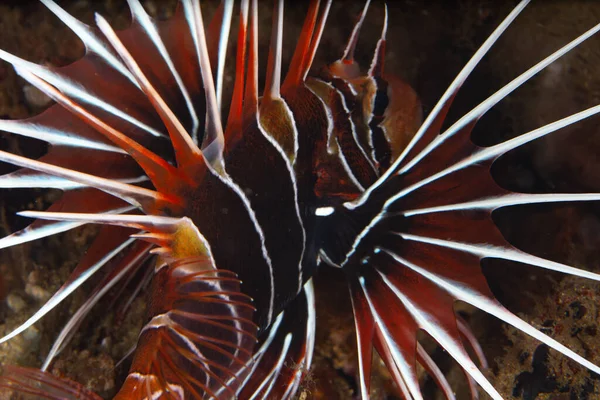 Ein Rotflossen Feuerfisch Pterois Radiata Ist Hell Gefärbt Als Warnung — Stockfoto