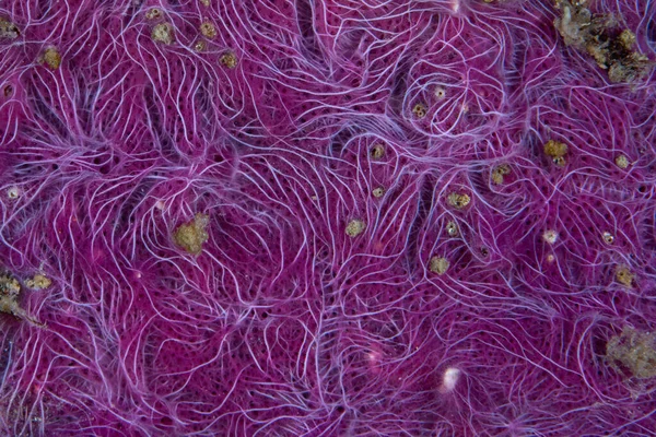 インドネシアコモド国立公園のサンゴ礁で成長する紫色の魅惑的なスポンジの詳細 — ストック写真