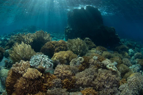 印度尼西亚科莫多国家公园的一个珊瑚礁上生长着大量的硬珊瑚和软珊瑚 这个区域有着非凡的海洋生物多样性 是潜水和潜水的热门地区 — 图库照片