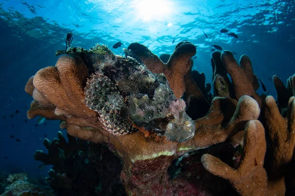 Escorpión Tasseled Scorpaenopsis Oxycephala Espera Para Emboscar Presa Arrecife Coral —  Fotos de Stock