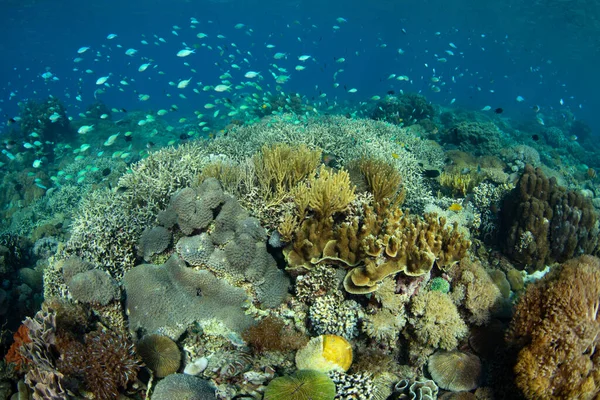 산호는 인도네시아 코모도 공원에 아름다운 산호초에서 자랍니다 지방은 식지이며 스쿠버 — 스톡 사진