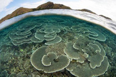 Resif inşa eden mercanlar Endonezya 'daki Komodo Ulusal Parkı' nda biyolojik çeşitlilikte bir resif üzerinde gelişir. Bu bölge olağanüstü deniz biyolojik çeşitliliğine ev sahipliği yapmaktadır ve tüplü dalış ve şnorkelle yüzmek için popüler bir alandır..