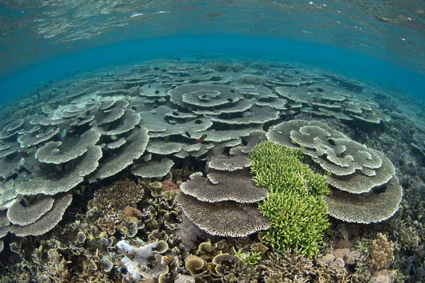 Reef Building Corals Thrive Biodiverse Reef Komodo National Park Indonesia — Stock Photo, Image