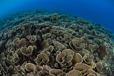 Kırılgan marul mercanları Endonezya, Komodo yakınlarındaki bir mercan resifinde gelişir. Bu sıcak, tropikal bölge olağanüstü deniz biyolojik çeşitliliğine ev sahipliği yapar ve tüplü dalış ve şnorkelle yüzmek için popüler bir alandır..