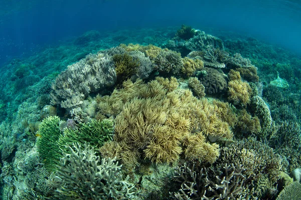 Corais Prosperam Belo Recife Parque Nacional Komodo Indonésia Esta Região — Fotografia de Stock