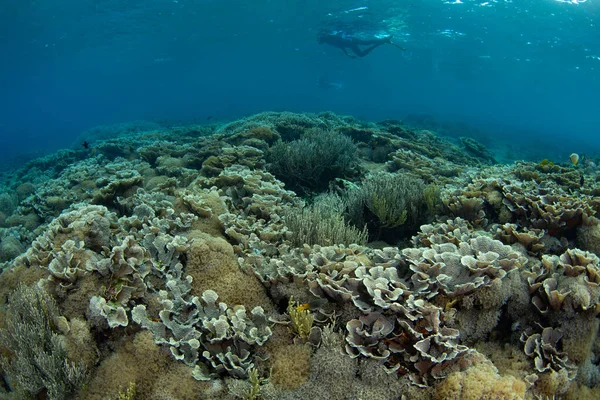 Національному Парку Комодо Індонезія Корали Процвітають Прекрасному Рифі Цей Тропічний — стокове фото