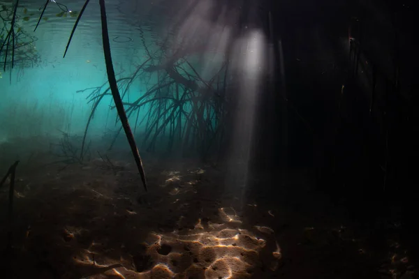 인도네시아 코모도 공원에 홍수림의 어두운 그림자 속으로 여과되어 들어간 구슬들 — 스톡 사진